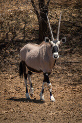 Gemsbok walks past trees in bright sunlight