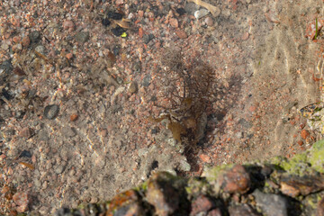 Red Sand and Stones of the red Sea Coast, Natural Texture Background