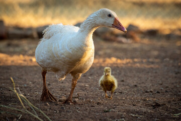 Goose and gosling walk around pen together