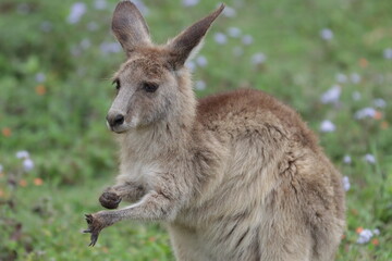 Kangaroo