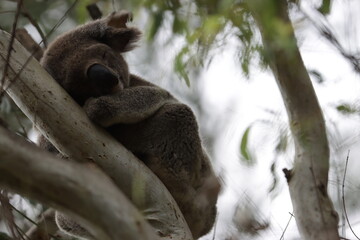 koala sleeping