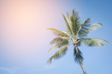 Coconut palm tree and blue sky with vintage filter, Summer background 