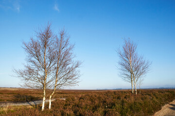 view over the landscape at Flyndersoe lake in Denmark
