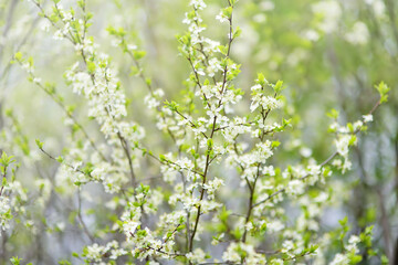 Close-up photo of blossom cherry tree in sunny garden with bright blue sky on background