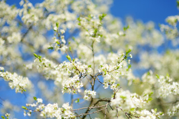 Close-up photo of blossom cherry tree in sunny garden with bright blue sky on background
