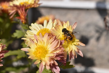 Yellow and pink flowers with honey bee