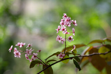 Prunus padus colorata pink flowering cultivar of bird cherry hackberry tree, hagberry mayday tree in bloom in sunlight