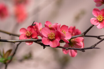 Chaenomeles japonica japanese maules quince flowering shrub, beautiful pink flowers in bloom on...
