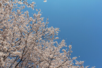 Obraz premium ソメイヨシノ