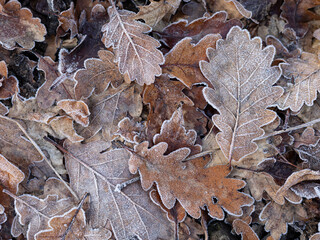 Frost on the leaf