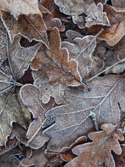 Frost on the leaf