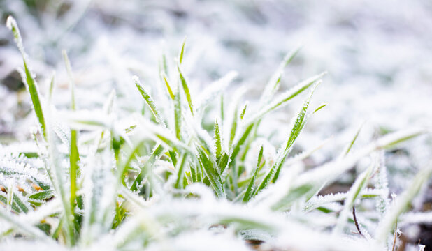 Frost on the grass