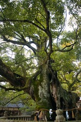 Fototapeta premium 大山祇神社