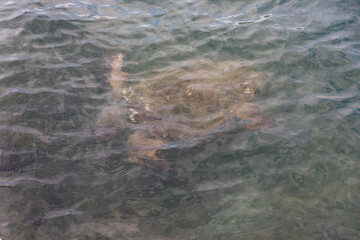 Obraz premium Caretta caretta turtle from Argostoli on the island of Kefalonia Greece