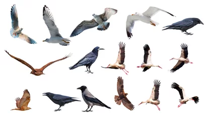 Foto op Canvas Various bird species isolated white background - Stork, Crow, Hawk, Seagull © muratart