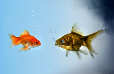 Two Goldfish fish in a polluted zone