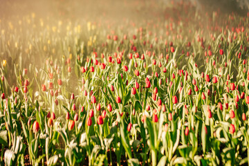 Red tulip flowers in the garden with Water spray and sunlight. Natural background.