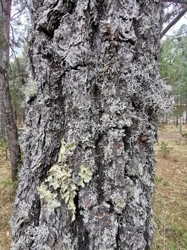 Corteza de pino en el bosque