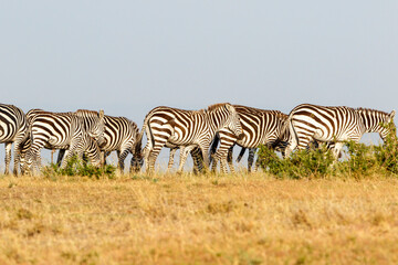 Fototapeta na wymiar Zebras walking on the savanna in the Masai Mara at Kenya