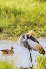 Grey Crowned Crane preening himself at a watering hole