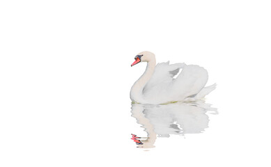 White swan with reflection on water isolated white background