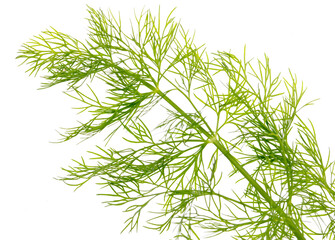 Green dill isolated on a white background.