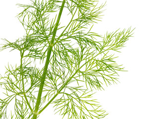 Green dill isolated on a white background.