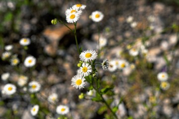 daisies in a meadow