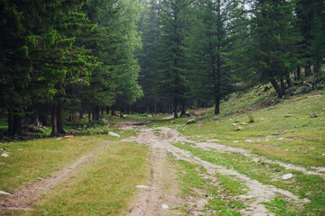 Atmospheric forest scenery with dirt road among firs in mountains. Scenic landscape with glade in mountain coniferous forest. Beautiful view to conifer trees in woodland. Stones on meadow in woods.