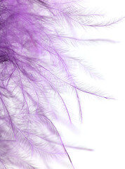 Fototapeta premium Purple feather isolated on white background.