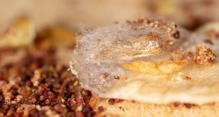 Close-up of a cocoon with a worm on a dried apple.