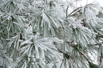  tree pine branches in winter