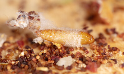 Close-up of a cocoon with a worm on a dried apple.