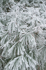  tree pine branches in winter