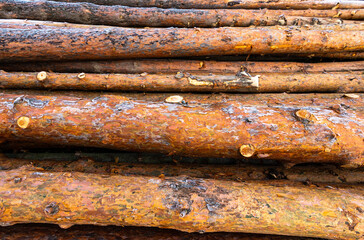 Obraz premium Huge illegal cutted pine logs near roadside at wintertime in Transylvania, Romania, conceptual deforestation image.