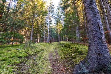 Unused forest road covered with green moss leading through the pine forest.