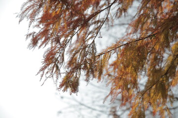 fall