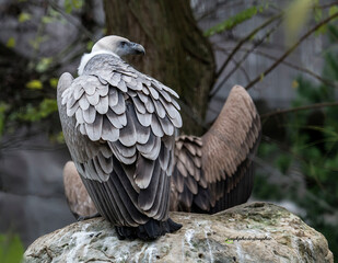 white tailed eagle