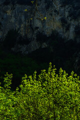 The forest at spring: State Nature Reserve Gola del Furlo, Italy