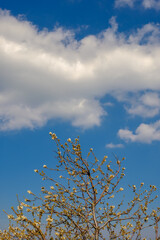 Flowering tree with white clouds on a clear blue sky