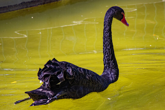 Black Swans