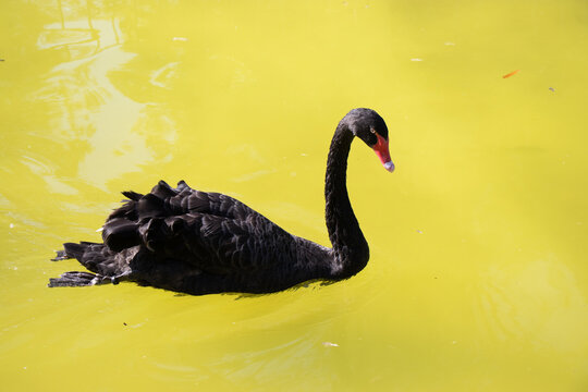 Black Swans