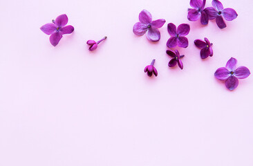 Fototapeta na wymiar Lilac in flat style on pink background. Beautiful spring. Overhead view. Flat lay, top. Summer season. Natural spring style.