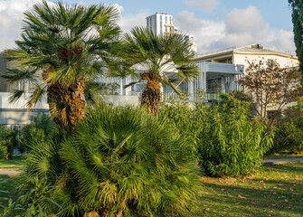 Fototapeta na wymiar Beautiful palm tree Chamaerops humilis, European fan or Mediterranean dwarf palm in Sochi. Luxury leaves on blue sky background with modern building.