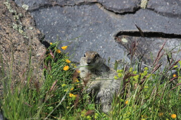 Gopher in the rocky mountains of the North Caucasus. High