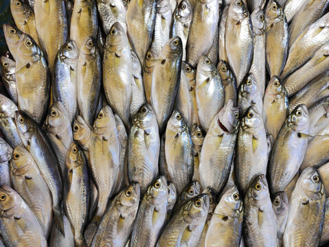 Fresh bluefish at the fish market 