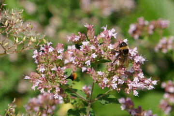 Hummeln im Garten