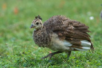 peachick on the grass