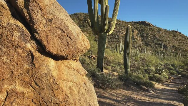 Big rock in the front Saguaro cacti in the background at Saguaro National Park, Tucson, USA. Panorama left to right.