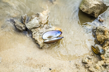 The open shell of a river clam lies on the sand under water.